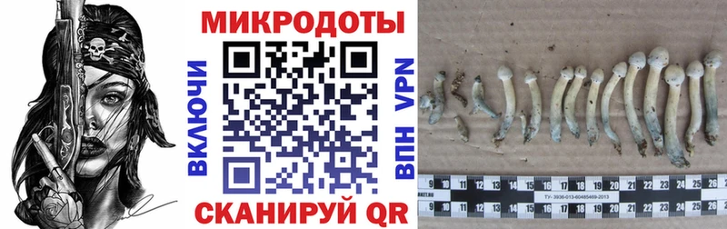 Галлюциногенные грибы Psilocybe  где можно купить наркотик  Динская 